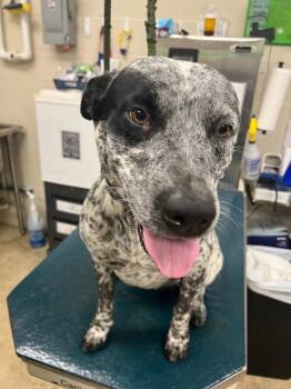 JELLY -  Cattle Dog Dog for Adoption in Mobile, Alabama - JELLY | PetCurious