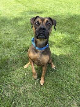 Peanut -  Boxer and Pit Bull Terrier Dog for Adoption in Jackson, Michigan - Peanut | PetCurious