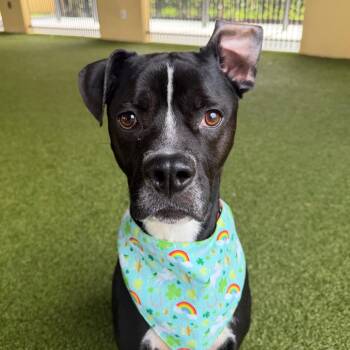 Mixed Breed Dogs Available for Adoption - Gator | PetCurious