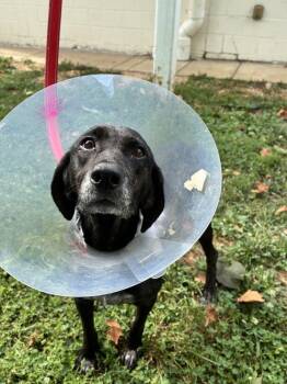 Zelda Mae -  Mixed Breed Dog for Adoption in Alexandria, Virginia - Zelda Mae | PetCurious