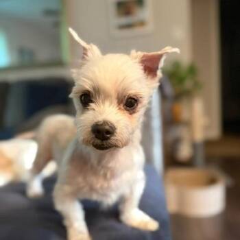 Charlie -  Maltese Dog for Adoption in Aldie, Virginia - Charlie | PetCurious