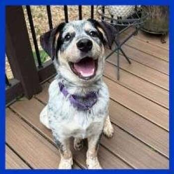 Australian Cattle Dog Blue Heeler and Australian Shepherd Dogs Available for Adoption in Sudbury, Massachusetts - Sherlock | PetCurious