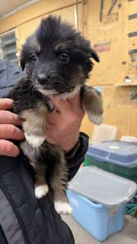 Shepherd and Mixed Breed Dogs Available for Adoption - Gothita | PetCurious