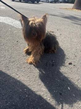 Lucy Lu -  Mixed Breed Dog for Adoption in West Chester, Pennsylvania - Lucy Lu | PetCurious