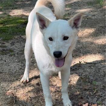 Rescue Shepherd and Mixed Breed Dogs for Adoption in Hagerstown, Maryland - James | PetCurious