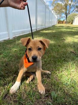 Rescue Labrador Retriever and Wirehaired Terrier Dogs for Adoption in Aiken, South Carolina - Rolo | PetCurious