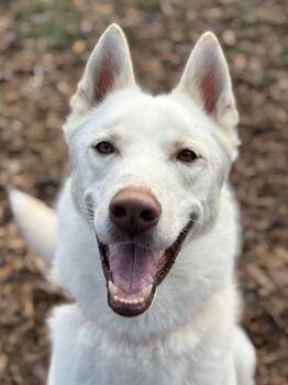 Rescue Siberian Husky Dogs for Adoption in Kent, Washington - LUCARIO | PetCurious