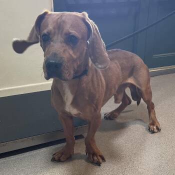 T-Rex -  Redbone Coonhound and Dachshund Dog for Adoption in Pasadena, California - T-Rex | PetCurious