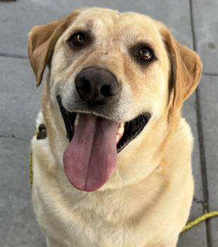 Grizzly -  Labrador Retriever Dog for Adoption in Salt Lake City, Utah - Grizzly | PetCurious