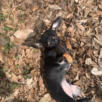 Dachshund Dogs Available for Adoption - Petey | PetCurious