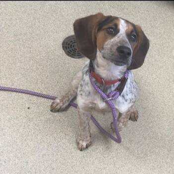 Bluetick Coonhound and Mixed Breed Dogs Available for Adoption in Windsor, Virginia - Max | PetCurious