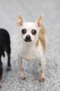 Rescue Chihuahua Dogs for Adoption in Manchester, New Hampshire - Eastwood In NH! Come Meet Our Adoptable Dogs Wednesday-Sunday. M | PetCurious