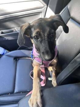 Rescue German Shepherd Dog and Coonhound Dogs for Adoption in Silver Spring, Maryland - Lara | PetCurious