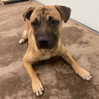 Wally -  Mixed Breed Dog for Adoption in Spokane, Washington - Wally | PetCurious