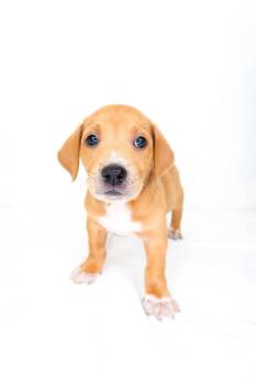 Moscow Mule -  Terrier Dog Available for Adoption in Bixby, Oklahoma - Moscow Mule | PetCurious