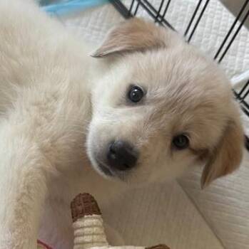 Great Pyrenees Dogs Available for Adoption in Krum, Texas - Piper | PetCurious