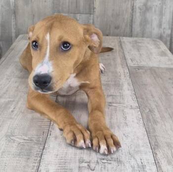 Mozilla -  Terrier and Mixed Breed Dog for Adoption in Shreveport, Louisiana - Mozilla | PetCurious