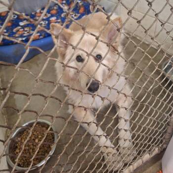 Golden Retriever and Husky Dogs Available for Adoption - Aleu | PetCurious