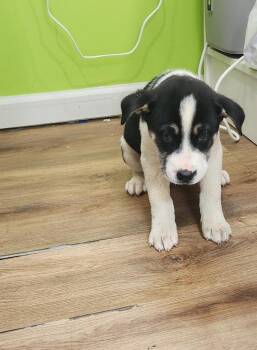 Siberian Husky and Labrador Retriever Dogs Available for Adoption - Toffee | PetCurious