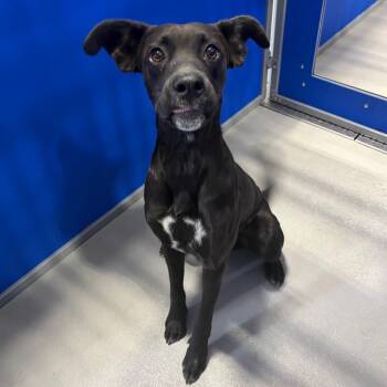 Cash KCAC #927.26 -  Black Labrador Retriever and Mixed Breed Dog for Adoption in Kerrville, Texas - Cash KCAC #927.26 | PetCurious