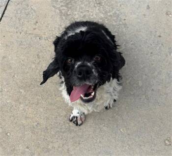 TAMMY -  Cocker Spaniel Dog for Adoption in Geneva, Illinois - TAMMY | PetCurious