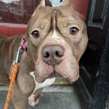 Tank -  Mixed Breed Dog for Adoption in Pittsburgh, Pennsylvania - Tank | PetCurious