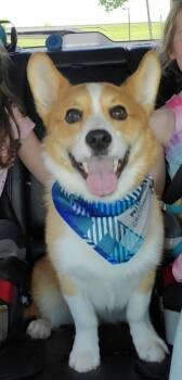 Louie -  Corgi Dog for Adoption in Martinsville, Indiana - Louie | PetCurious