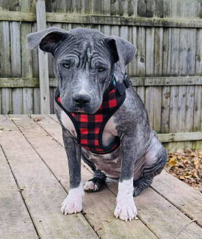 Rescue Shar Pei and Staffordshire Bull Terrier Dogs for Adoption in Germantown, Ohio - Hippy | PetCurious