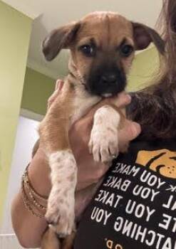 Astro Jetson -  Terrier Dog for Adoption in Milton, Georgia - Astro Jetson | PetCurious