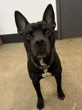 Mateo -  Pit Bull Terrier Dog for Adoption in Cleveland, Ohio - Mateo | PetCurious