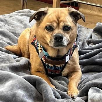 Chihuahua and Pug Dogs Available for Adoption - Lupe 13638 | PetCurious