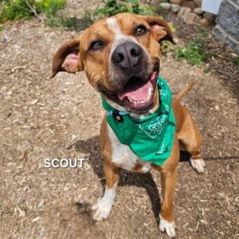 Mixed Breed Dogs Available for Adoption in Sevierville, Tennessee - Sir Scout | PetCurious