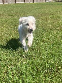 Hughey -  Poodle Dog for Adoption in Sanford, North Carolina - Hughey | PetCurious