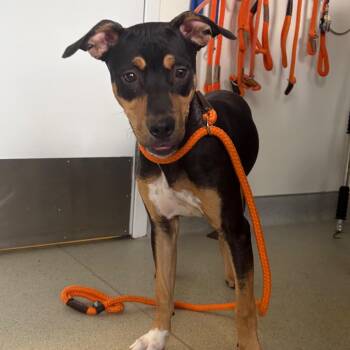 Luxor -  Terrier and Mixed Breed Dog for Adoption in Nashville, Tennessee - Luxor | PetCurious