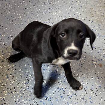 TUSC-Stray-84614_2_3 -  Labrador Retriever and Mixed Breed Dog Available for Adoption in Tuscaloosa, Alabama - TUSC-Stray-84614_2_3 | PetCurious