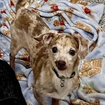 Charlie~ -  Chihuahua Dog for Adoption in Columbia, Tennessee - Charlie~ | PetCurious