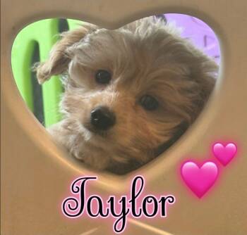 Taylor -  Goldendoodle Dog for Sale in St. Cloud, Florida - Taylor | PetCurious