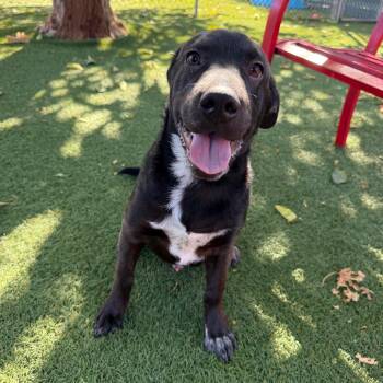 Tater Tot -  Labrador Retriever and Mixed Breed Dog for Adoption in Buellton, California - Tater Tot | PetCurious