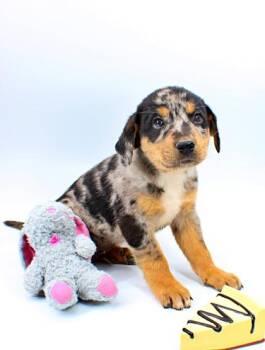 Rottweiler and Catahoula Leopard Dog Dogs Available for Adoption in Morton Grove, Illinois - Mercury | PetCurious