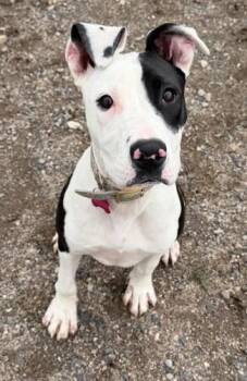 Maggie -  Pit Bull Terrier Dog for Adoption in Butte, Montana - Maggie | PetCurious