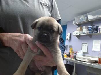 German Shepherd Dog and Mixed Breed Dogs Available for Adoption - SOFIA | PetCurious