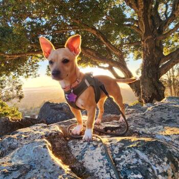 Cricket -  Mixed Breed and Chihuahua Dog Available for Adoption in San Francisco, California - Cricket | PetCurious
