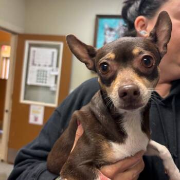Chihuahua Dogs Available for Adoption in Fulton, Texas - Harmony | PetCurious