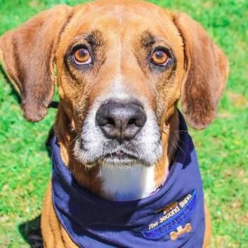 Sammy: Adopt or Forever Foster -  Labrador Retriever and Vizsla Dog for Adoption in Rochester, New York - Sammy: Adopt Or Forever Foster | PetCurious