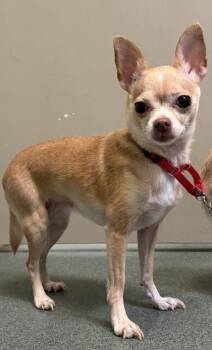 Lily (& Cookie) -  Mixed Breed Dog for Adoption in Fairfax, Virginia - Lily (& Cookie) | PetCurious