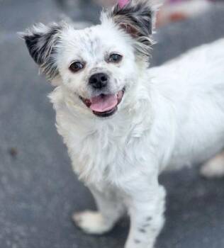 Pomeranian and Chihuahua Dogs Available for Adoption in Anaheim, California - Foley | PetCurious