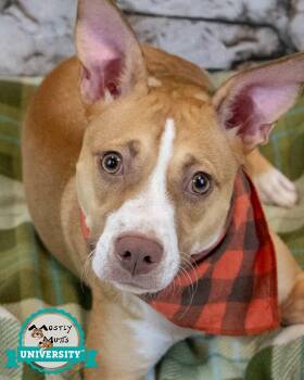 Rescue Terrier Dogs for Adoption in Kennesaw, Georgia - Valeria | PetCurious