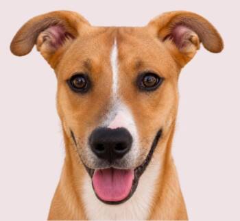 Cheedar -  Mixed Breed Dog for Adoption in Tampa, Florida - Cheedar | PetCurious