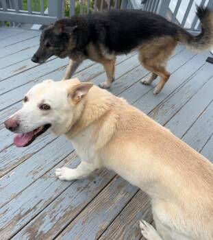 Apollo 7332 -  German Shepherd Dog Dog for Adoption in Centreville, Virginia - Apollo 7332 | PetCurious