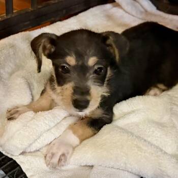Raven -  Terrier and Mixed Breed Dog for Adoption in Ennis, Texas - Raven | PetCurious